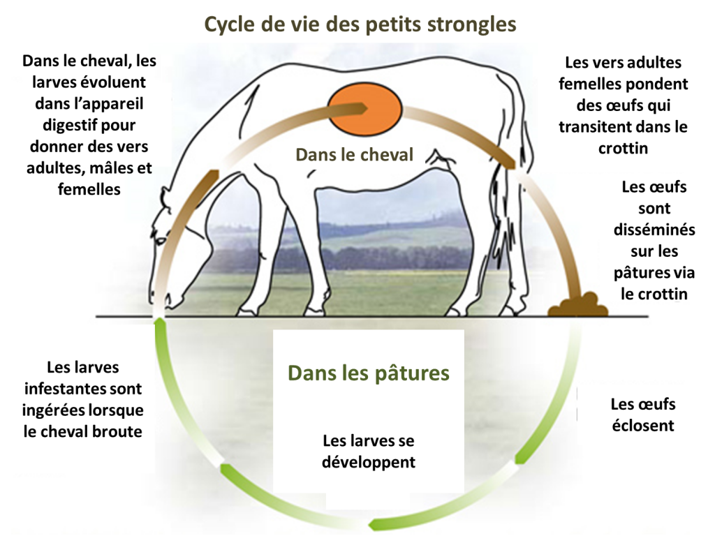 Cycle-de-vie-des-petits-strongles-1024x768